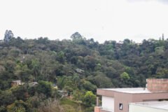 Almenda Peagassus, 104 lote 27 (12)